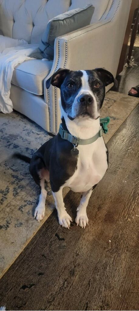 Enlarge Olympia, a Adoptable mixed breed in Mission, KS image 1/2