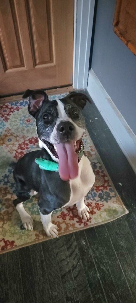 Enlarge Olympia, a Adoptable mixed breed in Mission, KS image 2/2