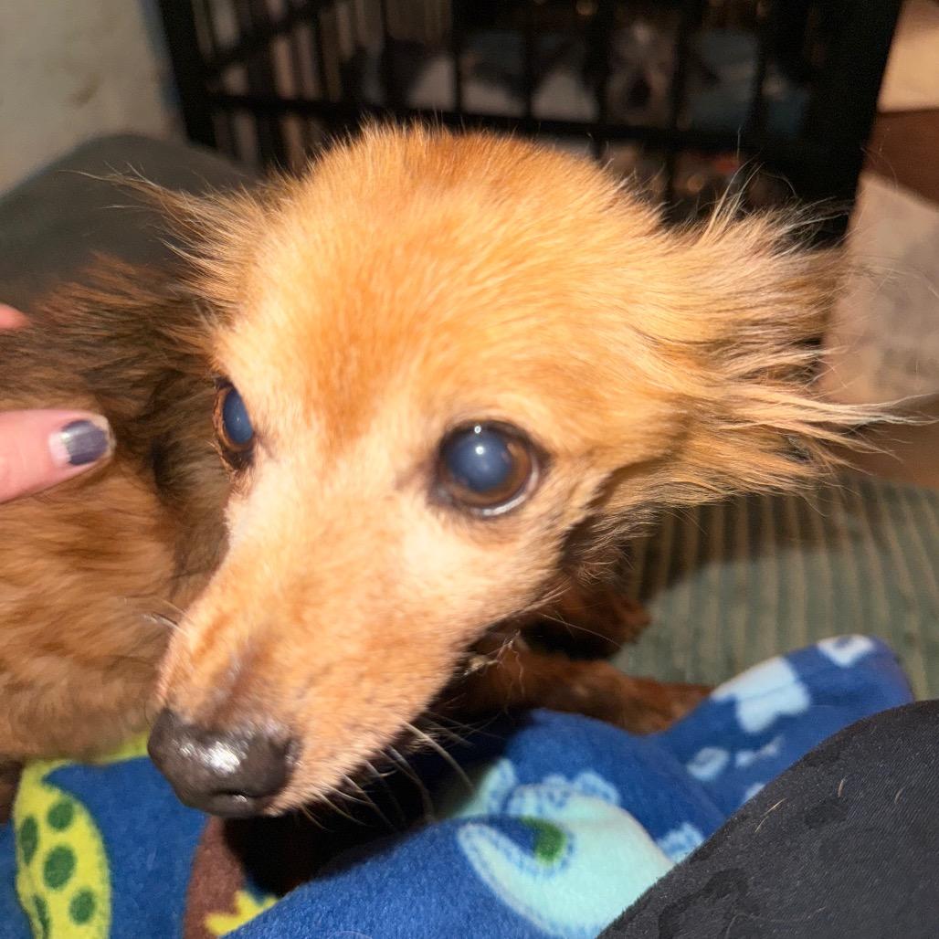 Enlarge Nick Wilde, a Adoptable mixed breed in Ennis, TX image 1/6