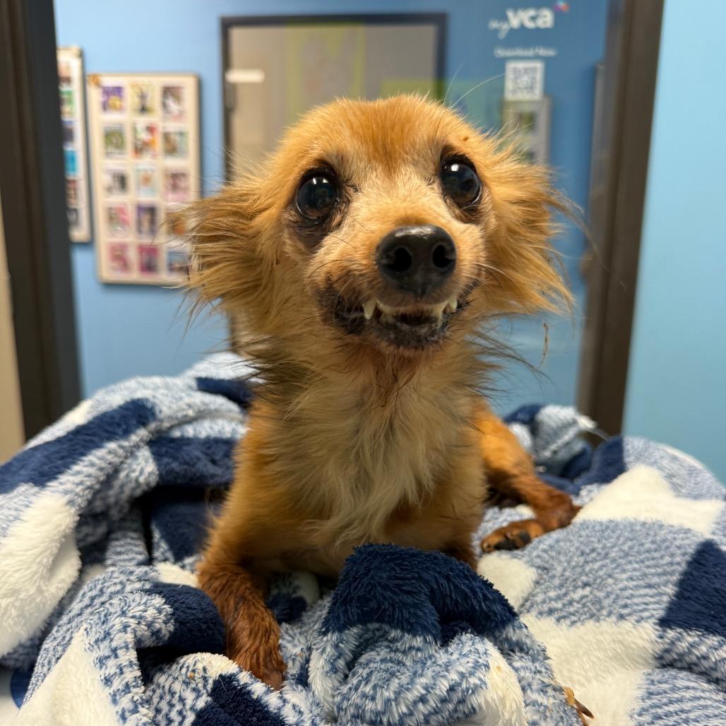 Enlarge Nick Wilde, a Adoptable mixed breed in Ennis, TX image 2/6