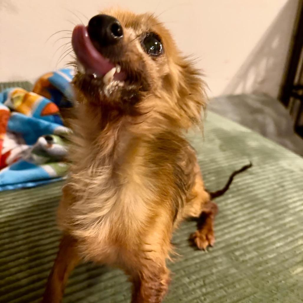 Enlarge Nick Wilde, a Adoptable mixed breed in Ennis, TX image 3/6