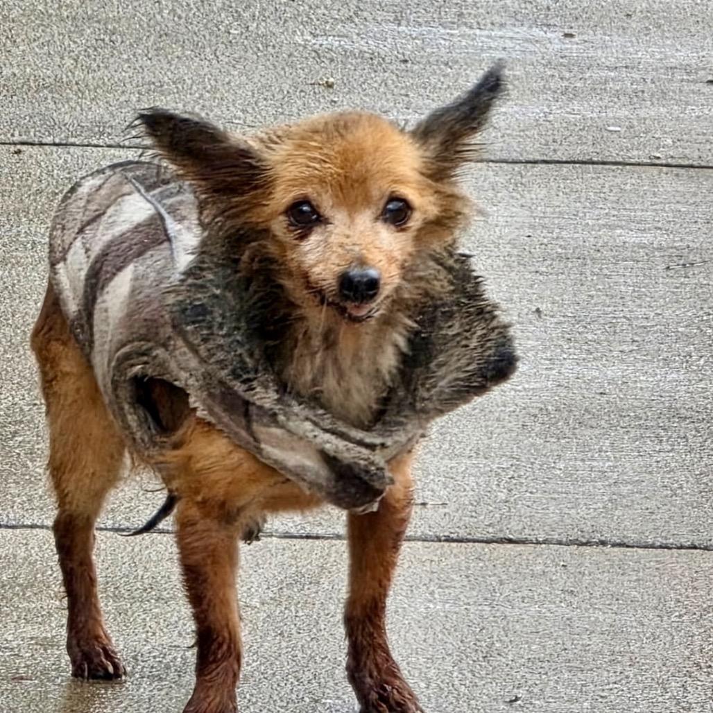 Enlarge Nick Wilde, a Adoptable mixed breed in Ennis, TX image 5/6