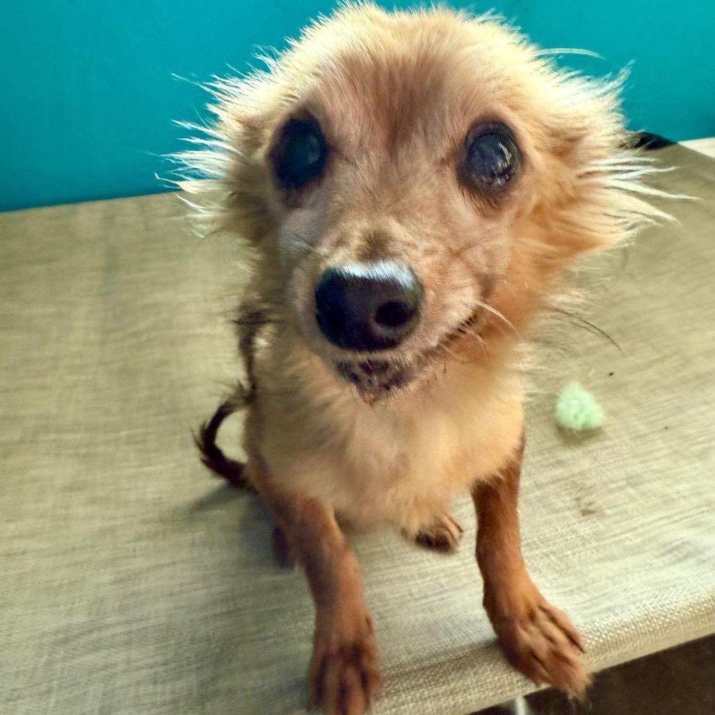 Enlarge Nick Wilde, a Adoptable mixed breed in Ennis, TX image 6/6