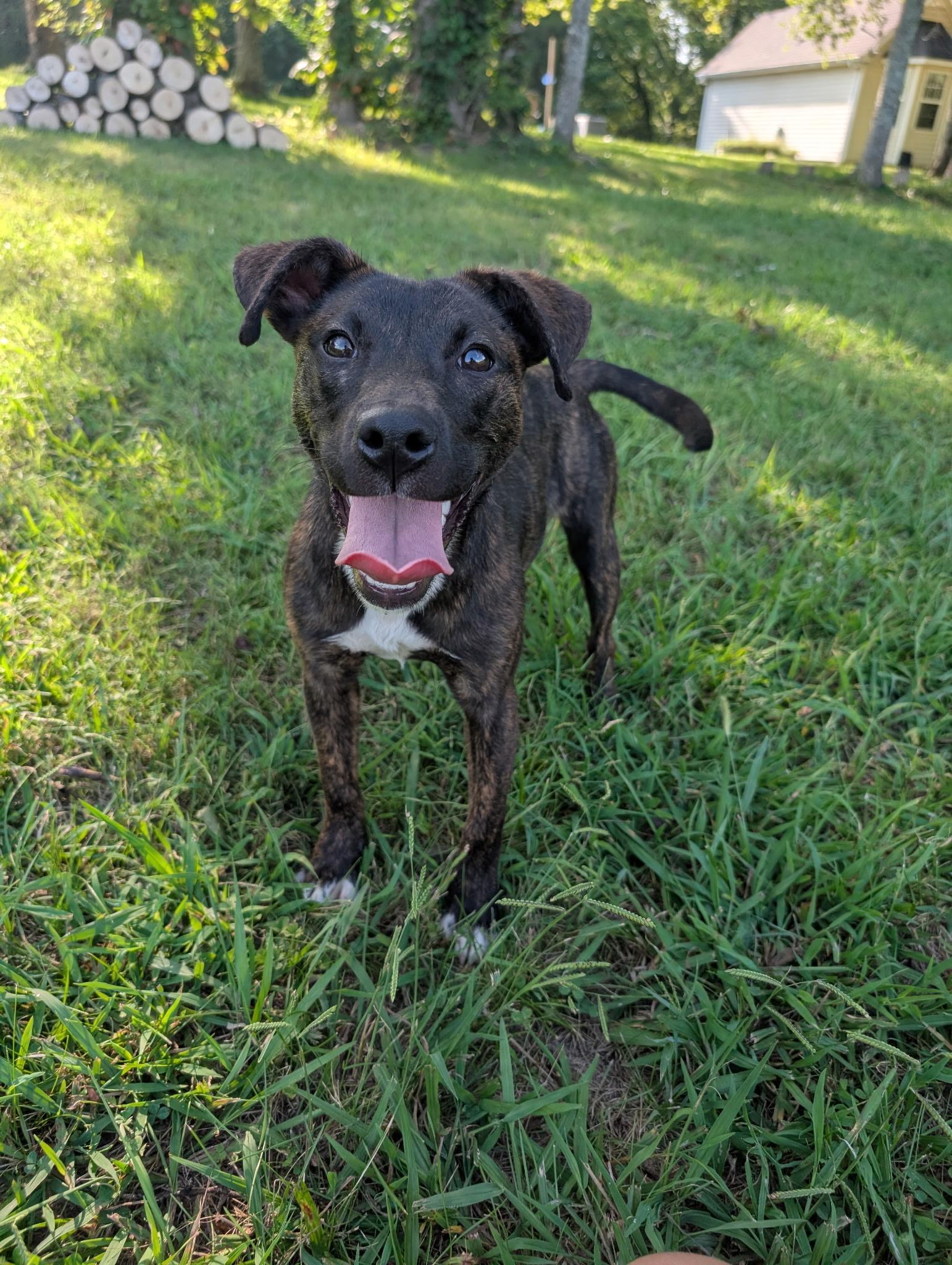 Enlarge Rumble, a Adopted mixed breed in Mount Juliet, TN image 2/5