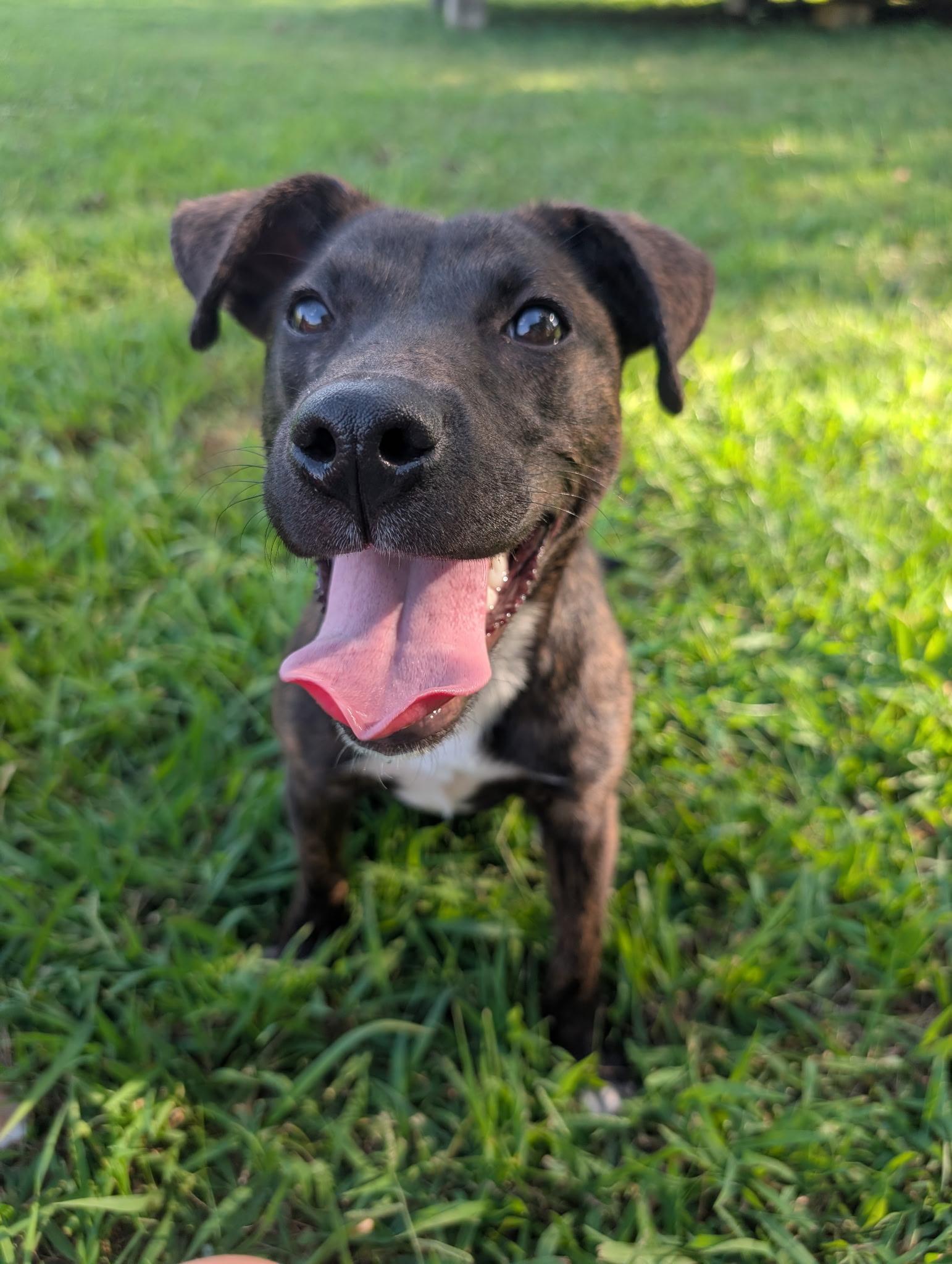 Rumble, Adopted, Puppy Female Pit Bull Terrier & Mountain Cur.