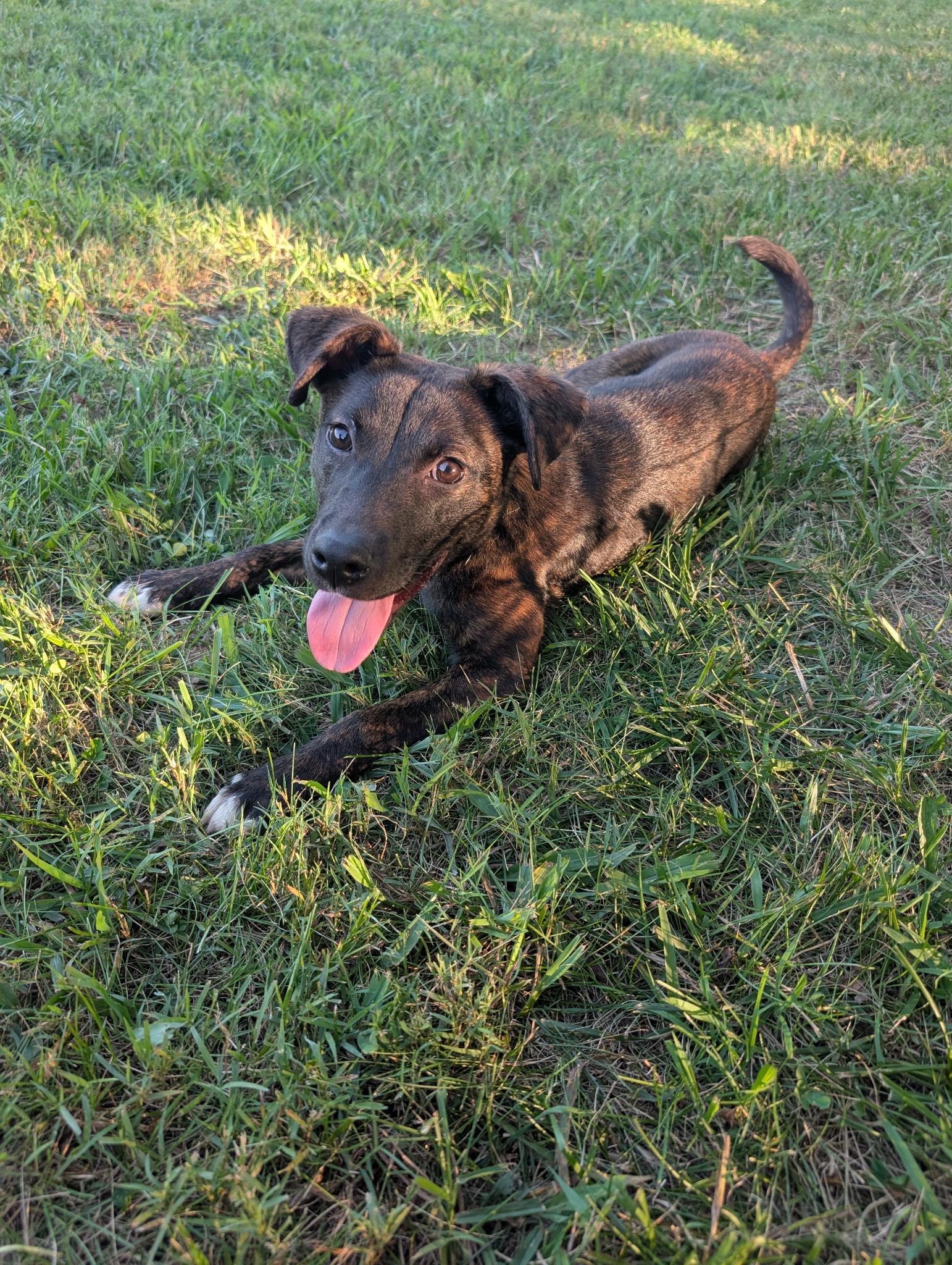 Enlarge Rumble, a Adopted mixed breed in Mount Juliet, TN image 5/5