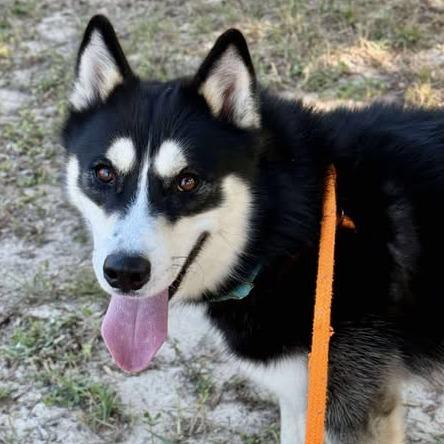 Tod, Adoptable, Adult Male Siberian Husky.