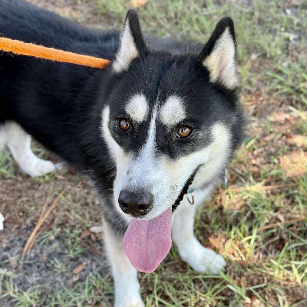 Tod, a Adoptable Siberian Husky in Freeport, FL image 2/6