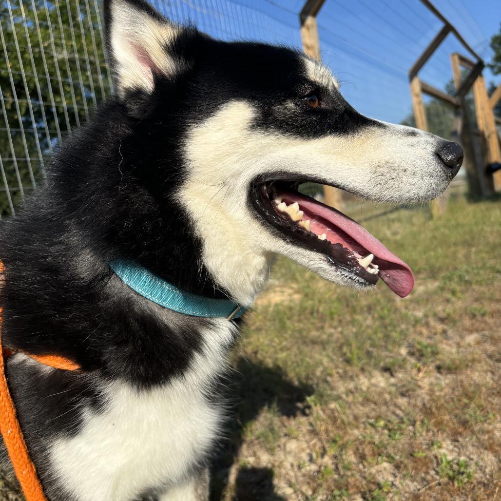 Tod, a Adoptable Siberian Husky in Freeport, FL image 3/6