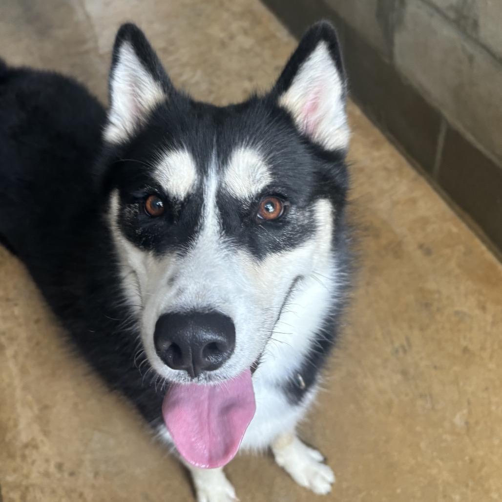 Tod, a Adoptable Siberian Husky in Freeport, FL image 4/6