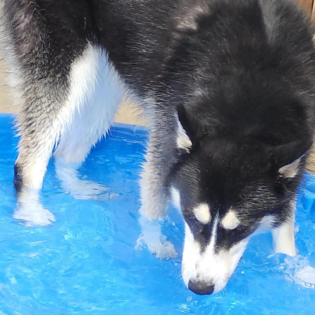Tod, a Adoptable Siberian Husky in Freeport, FL image 5/6