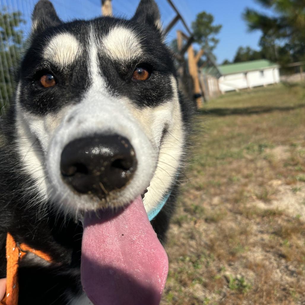 Tod, a Adoptable Siberian Husky in Freeport, FL image 6/6