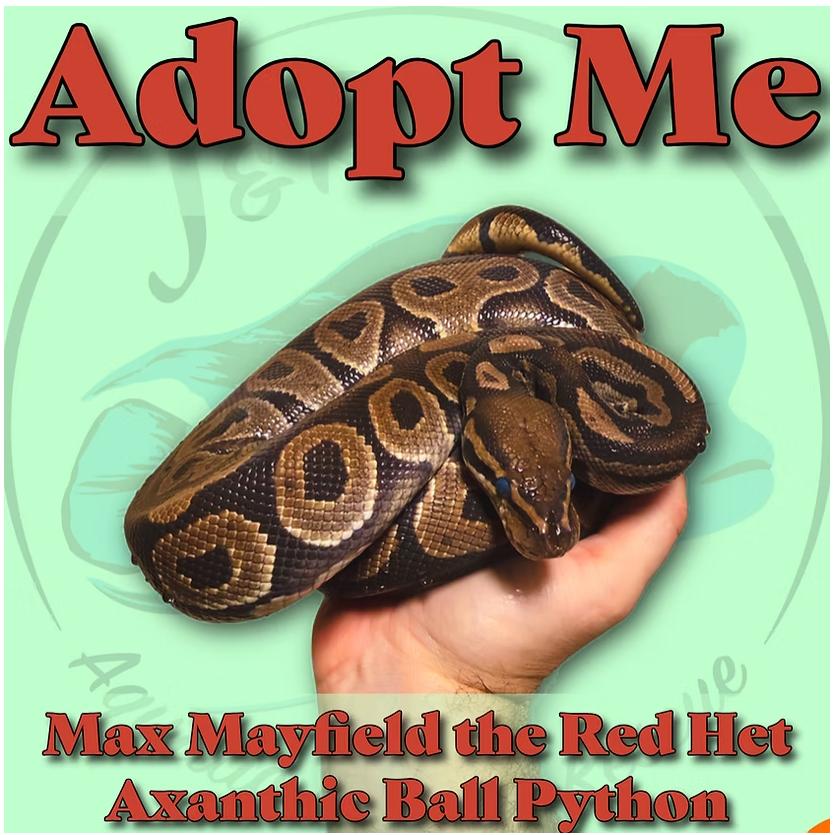 Enlarge Max Mayfield the Red Het Axanthic Ball Python, a Adoptable Ball Python in Neenah, WI image 1/1