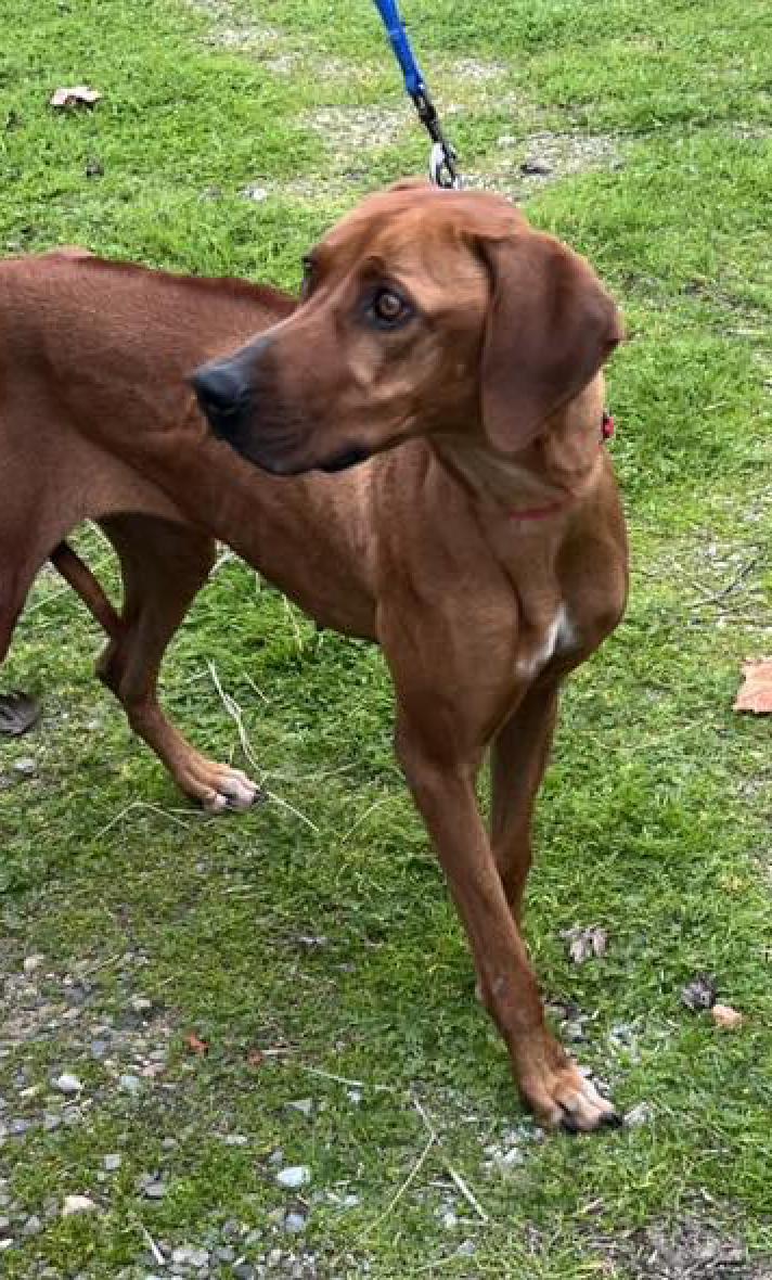 Enlarge HOLLY, an adopted Rhodesian Ridgeback in Oroville , CA image 1/1