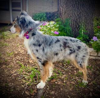 Miley, Adopted, Adult Female Australian Shepherd.