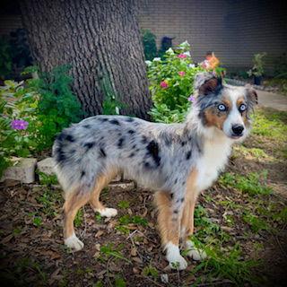 Enlarge Miley, a Adopted Australian Shepherd in Pleasanton, TX image 2/3