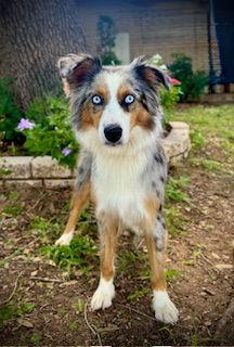 Enlarge Miley, a Adopted Australian Shepherd in Pleasanton, TX image 3/3