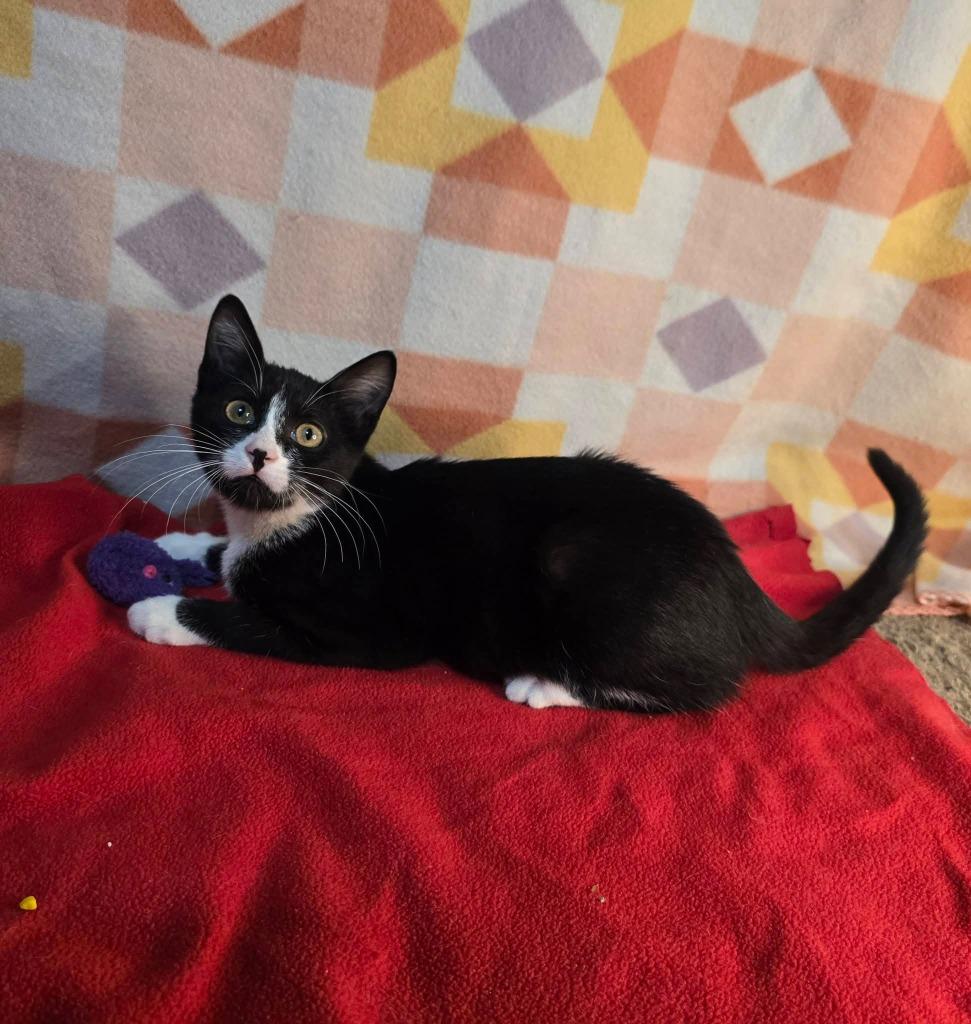 Blake, Adoptable, Kitten Female Domestic Short Hair.