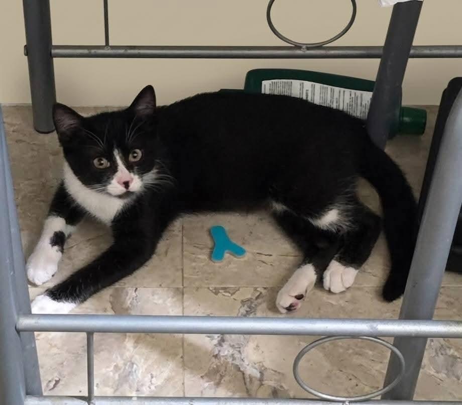 Enlarge Blake, a Adoptable mixed breed in Miami, OK image 2/5
