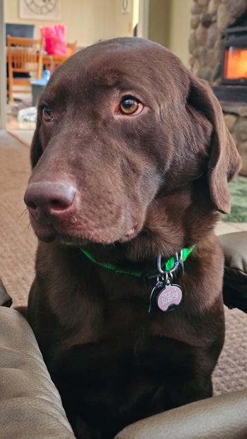 Enlarge Donner, an adopted Labrador Retriever in Waterford, MI image 1/4