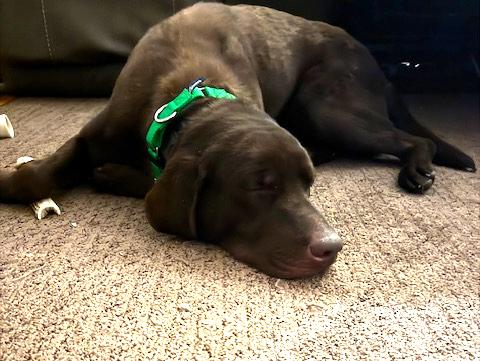 Enlarge Donner, an adopted Labrador Retriever in Waterford, MI image 3/4