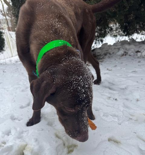 Enlarge Donner, an adopted Labrador Retriever in Waterford, MI image 4/4