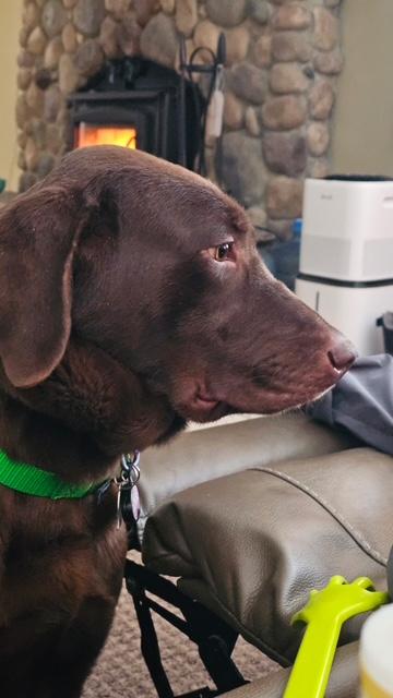 Enlarge Donner, an adopted Labrador Retriever in Waterford, MI image 2/4