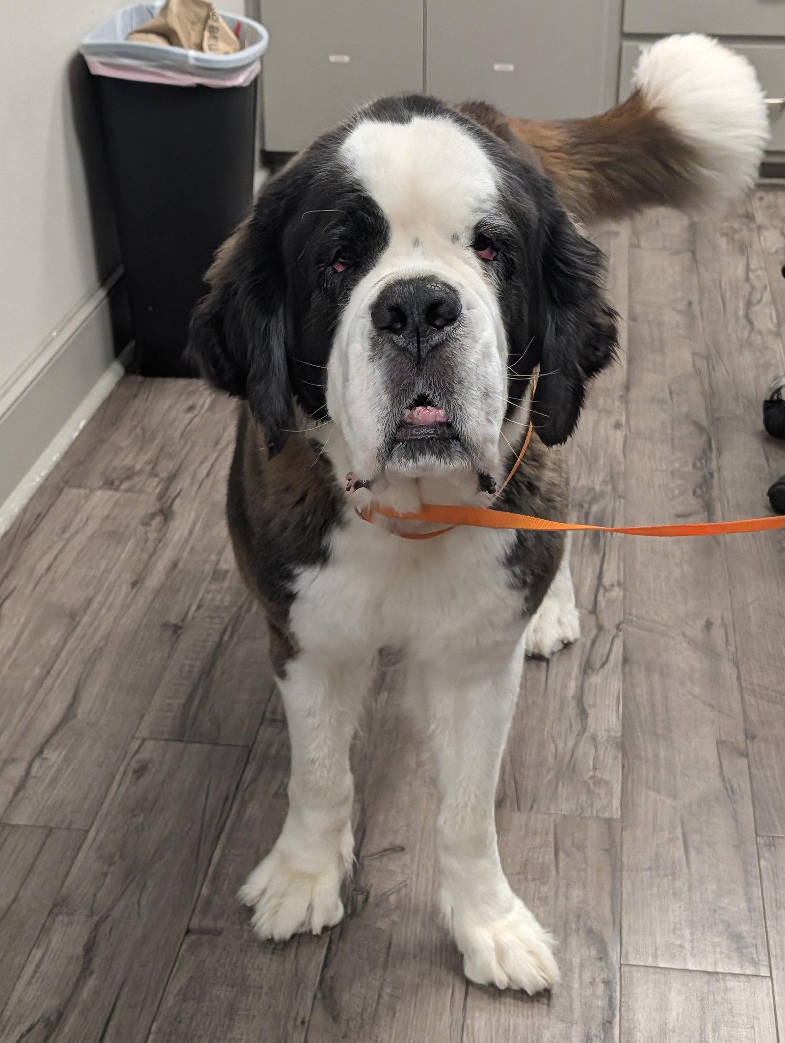 Nana, Adopted, Adult Female Saint Bernard.