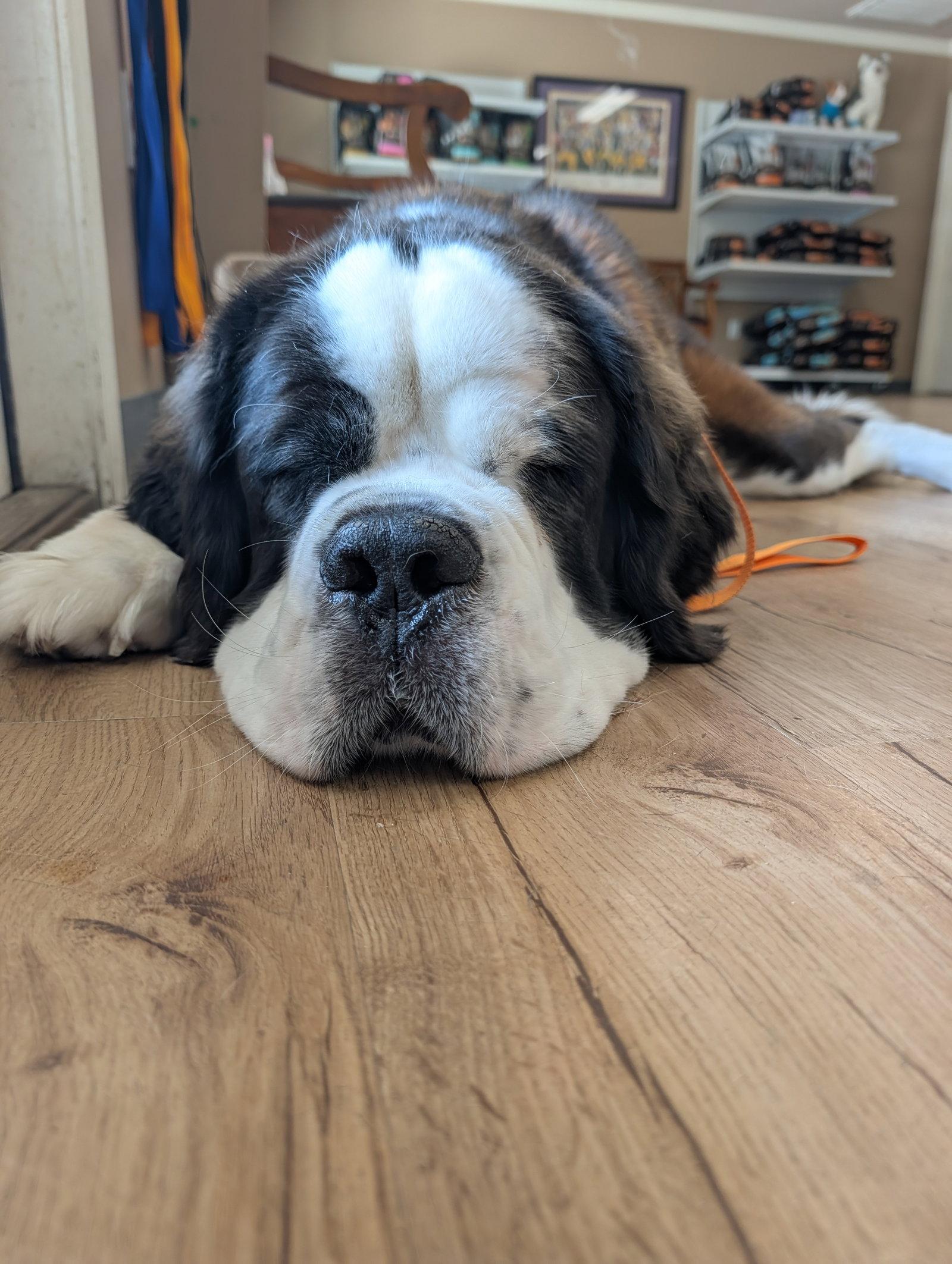 Enlarge Nana, a Adopted Saint Bernard in Oakhurst, NJ image 2/3