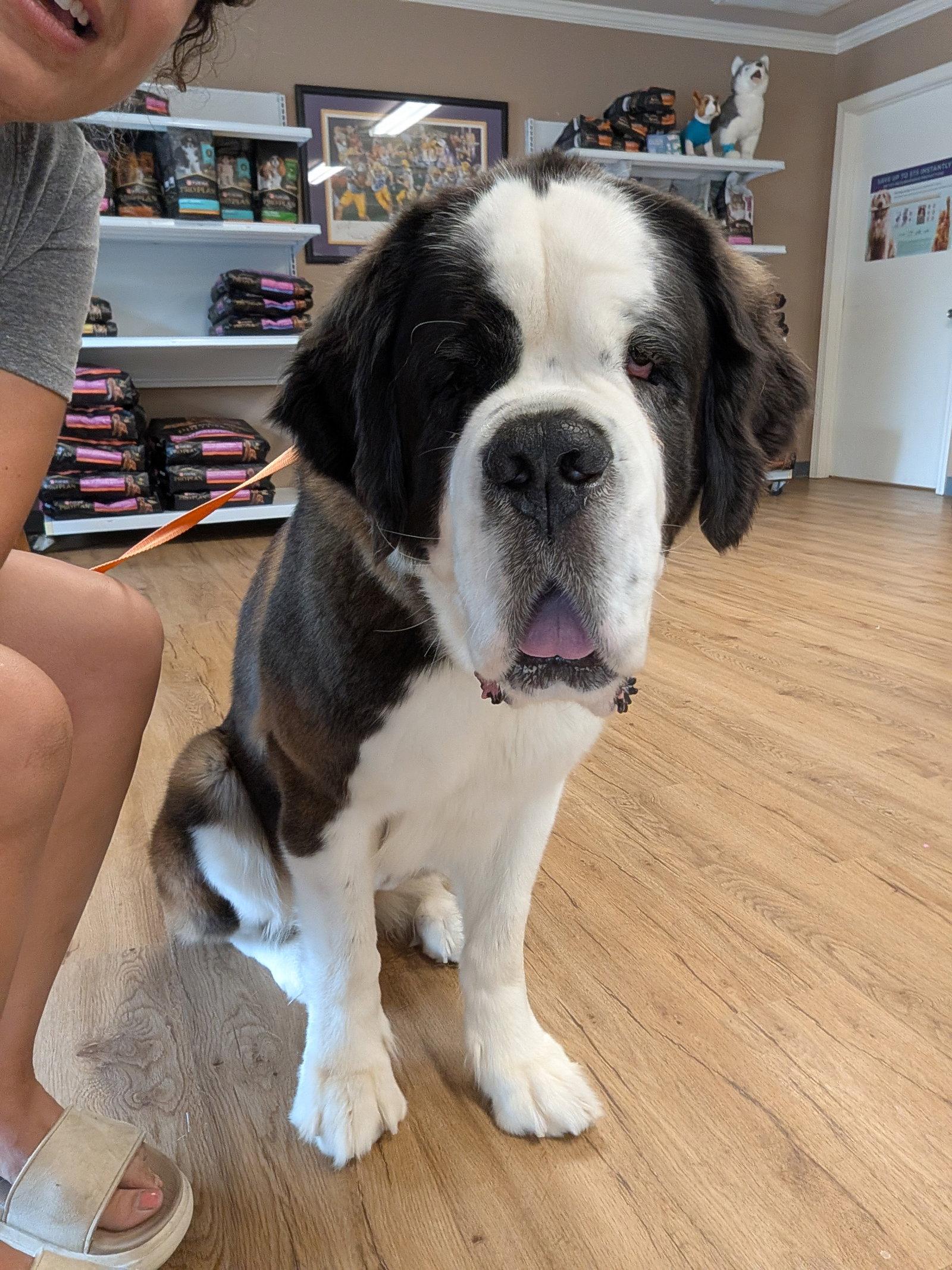 Enlarge Nana, a Adopted Saint Bernard in Oakhurst, NJ image 3/3