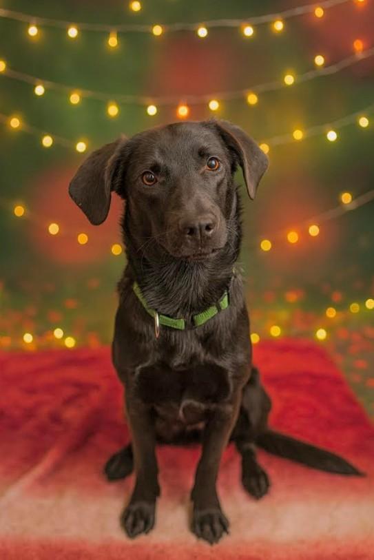 Amber, Adoptable, Puppy Female Shepherd & Black Labrador Retriever.