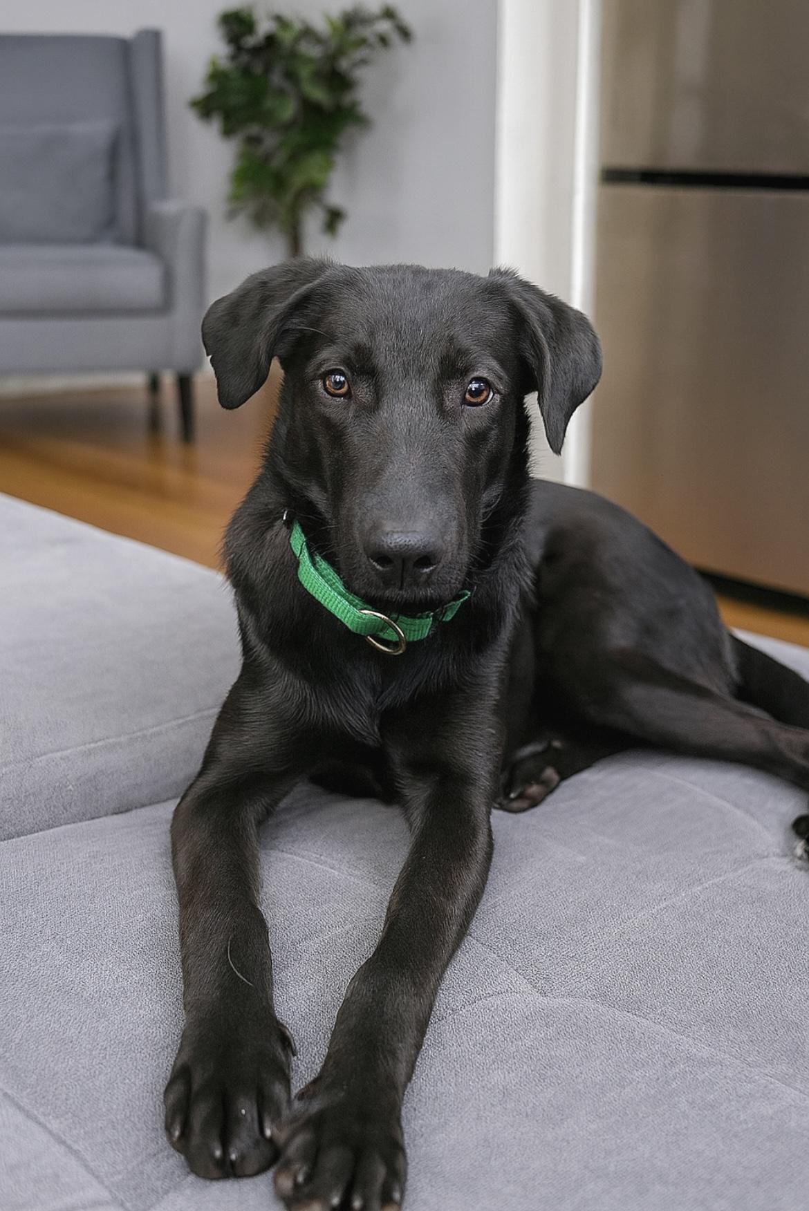 Amber, a Adoptable mixed breed in Edgewater, MD image 6/6