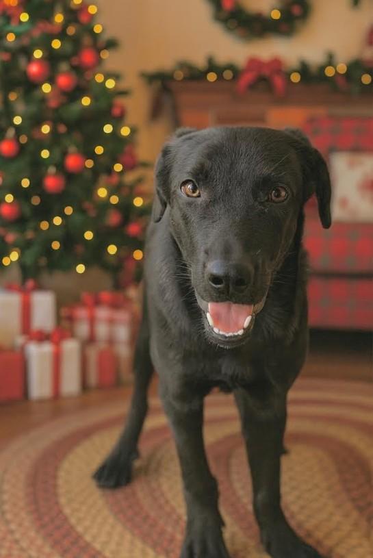Amber, a Adoptable mixed breed in Edgewater, MD image 2/6