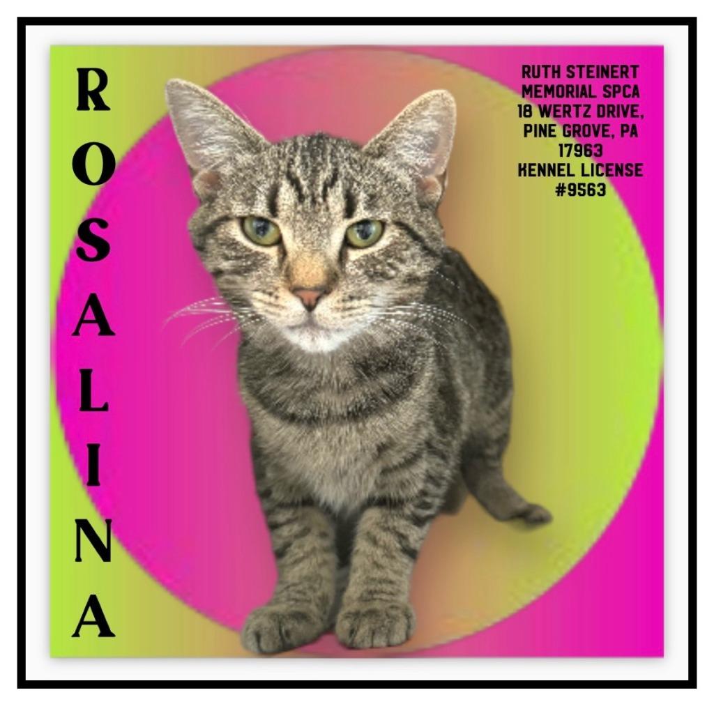 rosalina, Adoptable, Adult Female Domestic Short Hair.