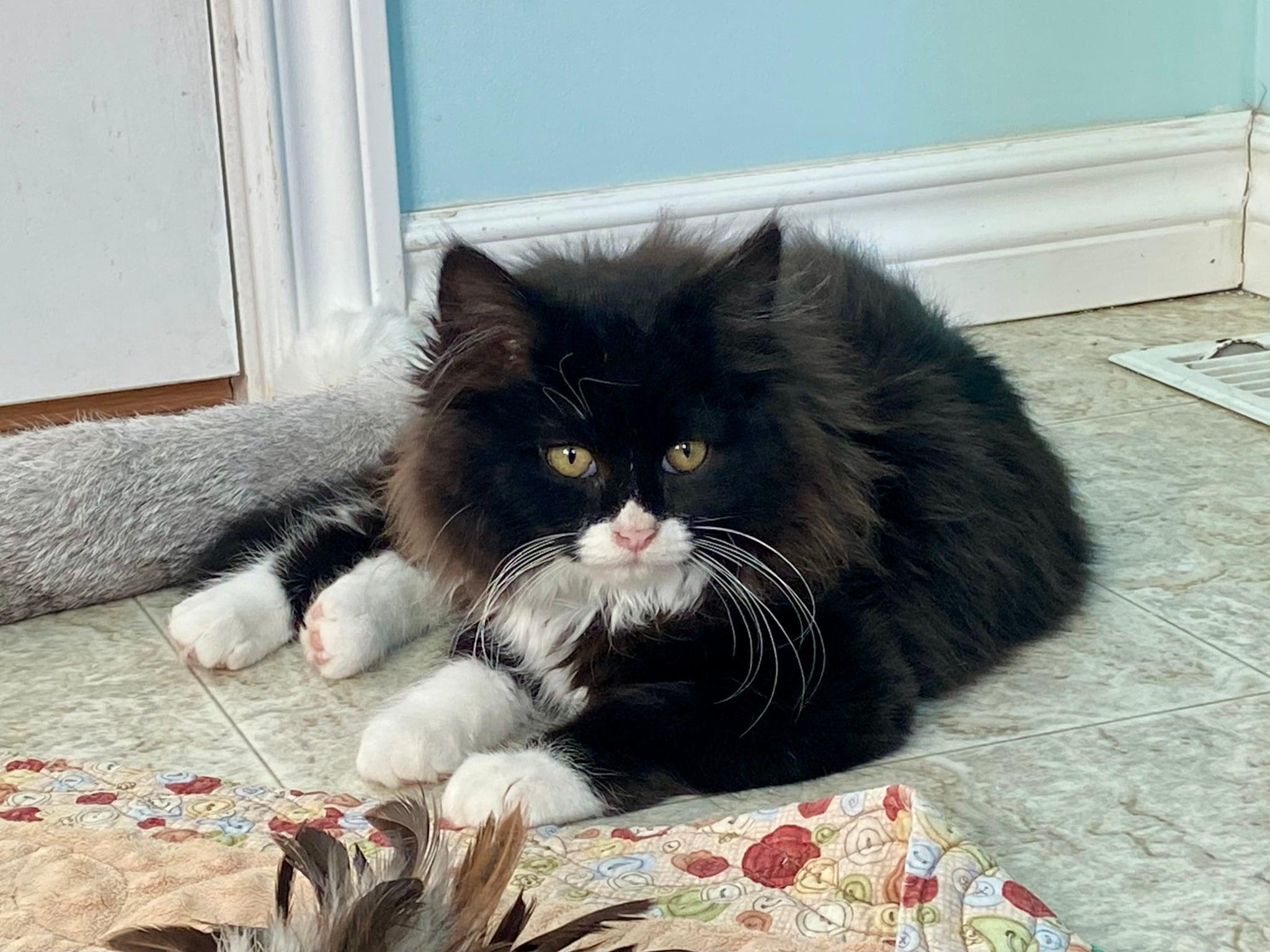 Nala, Adopted, Young Female Domestic Long Hair.