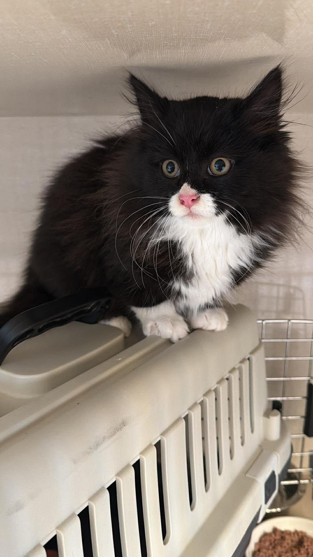 Enlarge Nala, a Adopted mixed breed in Steinbach, MB image 2/6