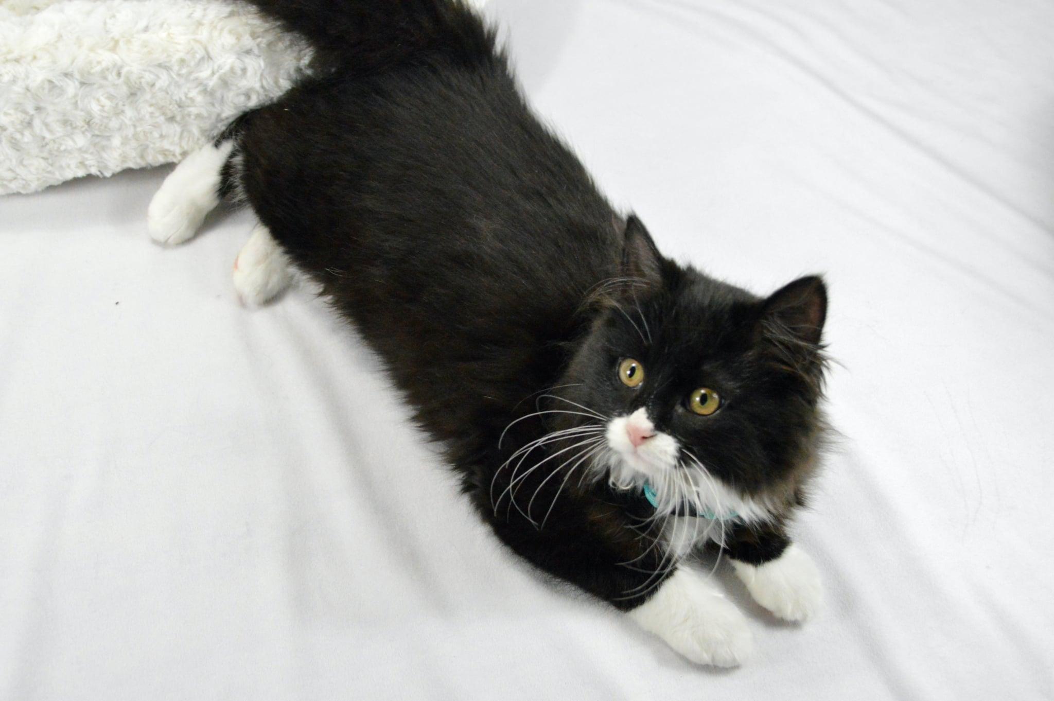 Enlarge Nala, a Adopted mixed breed in Steinbach, MB image 4/6