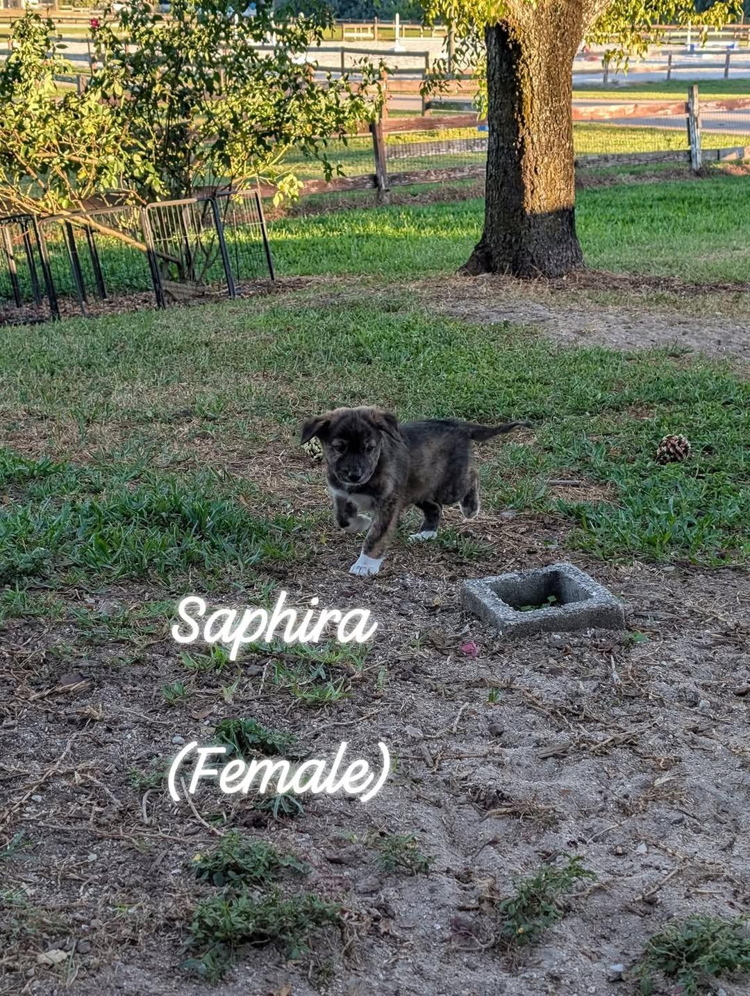 Saphire, a ADOPTABLE Mixed Breed in Cape Coral, FL image 1/2
