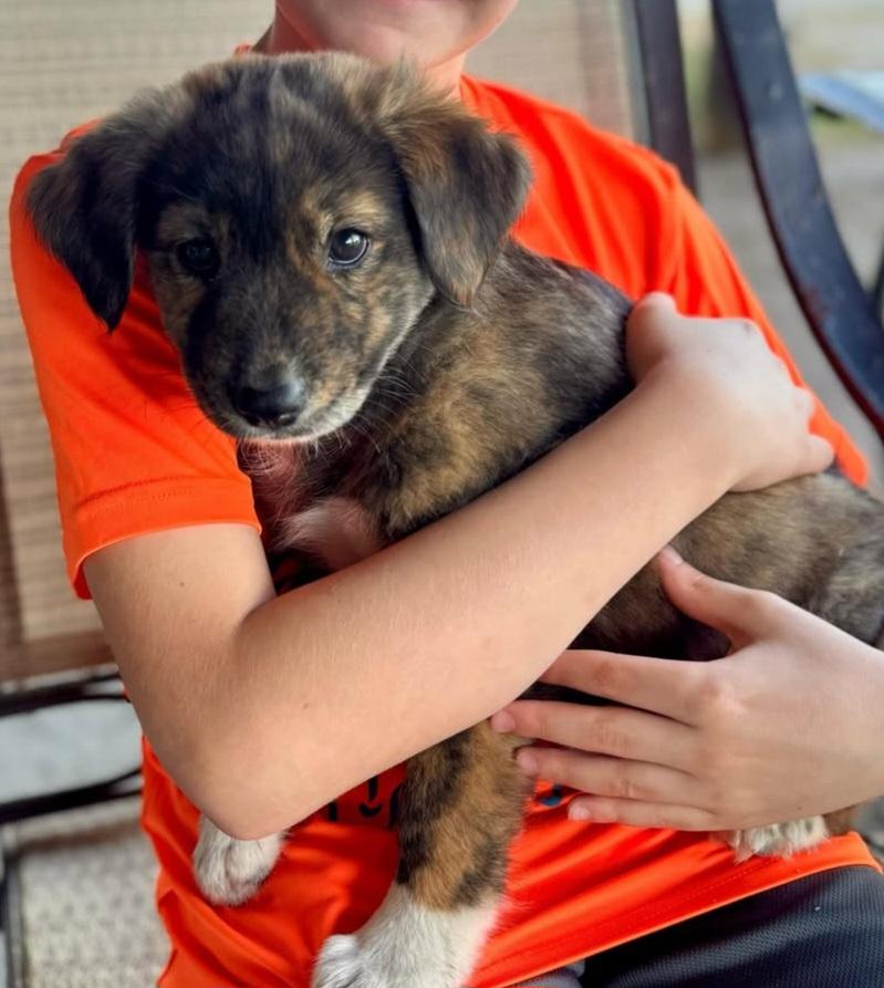 Saphire, a ADOPTABLE Mixed Breed in Cape Coral, FL image 2/2