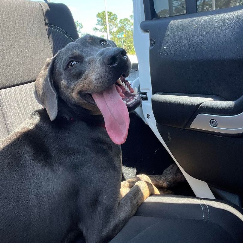 Enlarge Flash, a Adoptable mixed breed in Port Saint Lucie, FL image 1/6