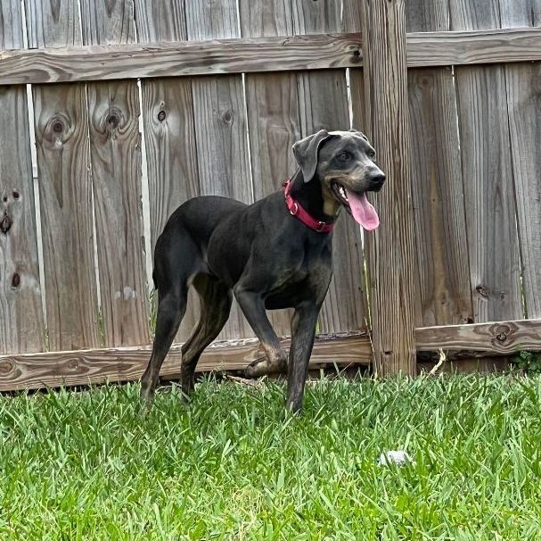 Enlarge Flash, a Adoptable mixed breed in Port Saint Lucie, FL image 2/6