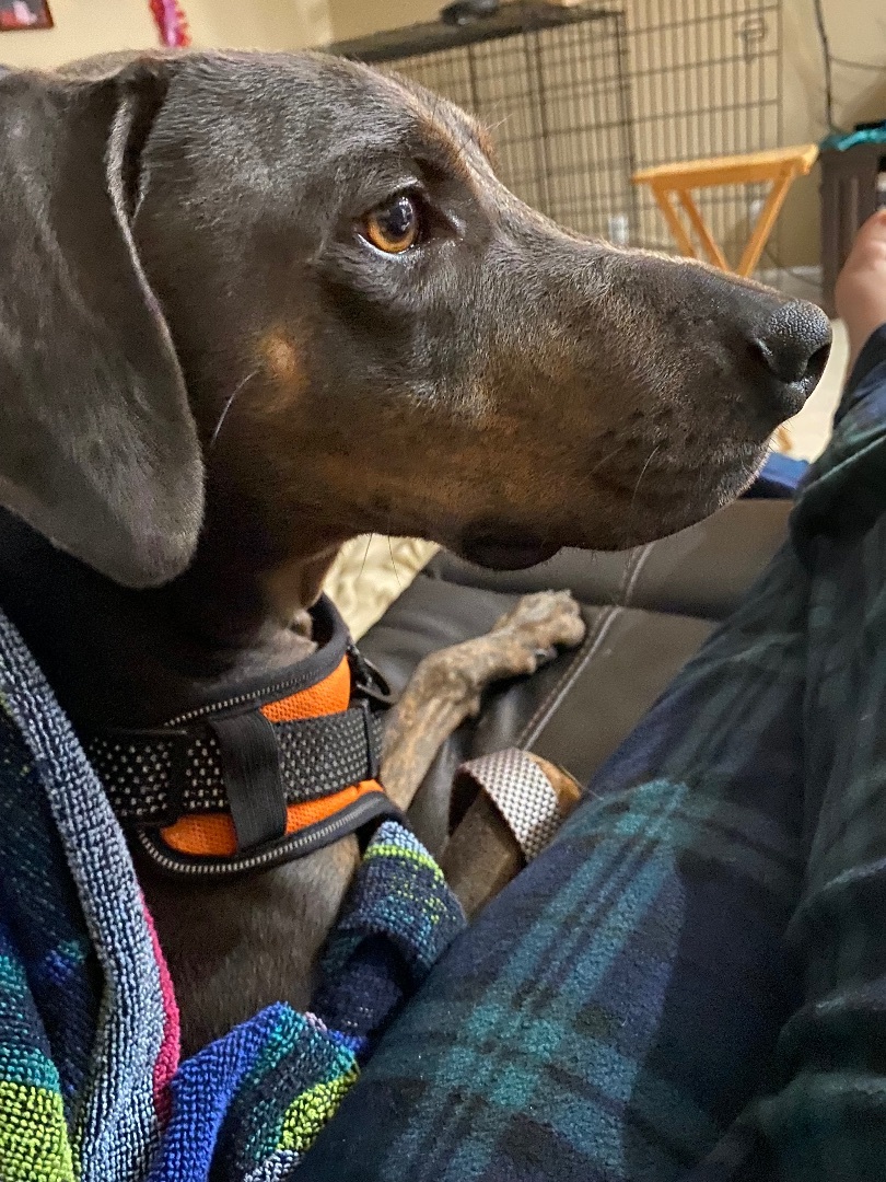 Flash, Adoptable, Young Male Weimaraner.