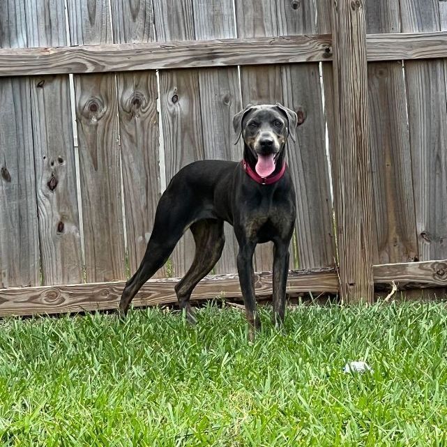 Enlarge Flash, a Adoptable mixed breed in Port Saint Lucie, FL image 5/6
