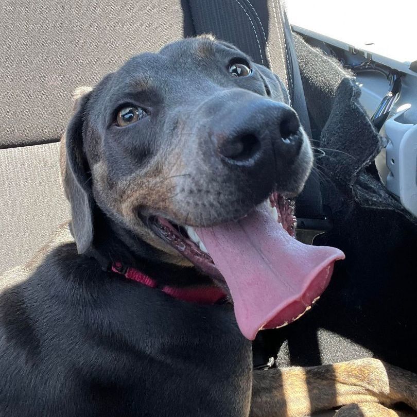 Enlarge Flash, a Adoptable mixed breed in Port Saint Lucie, FL image 6/6