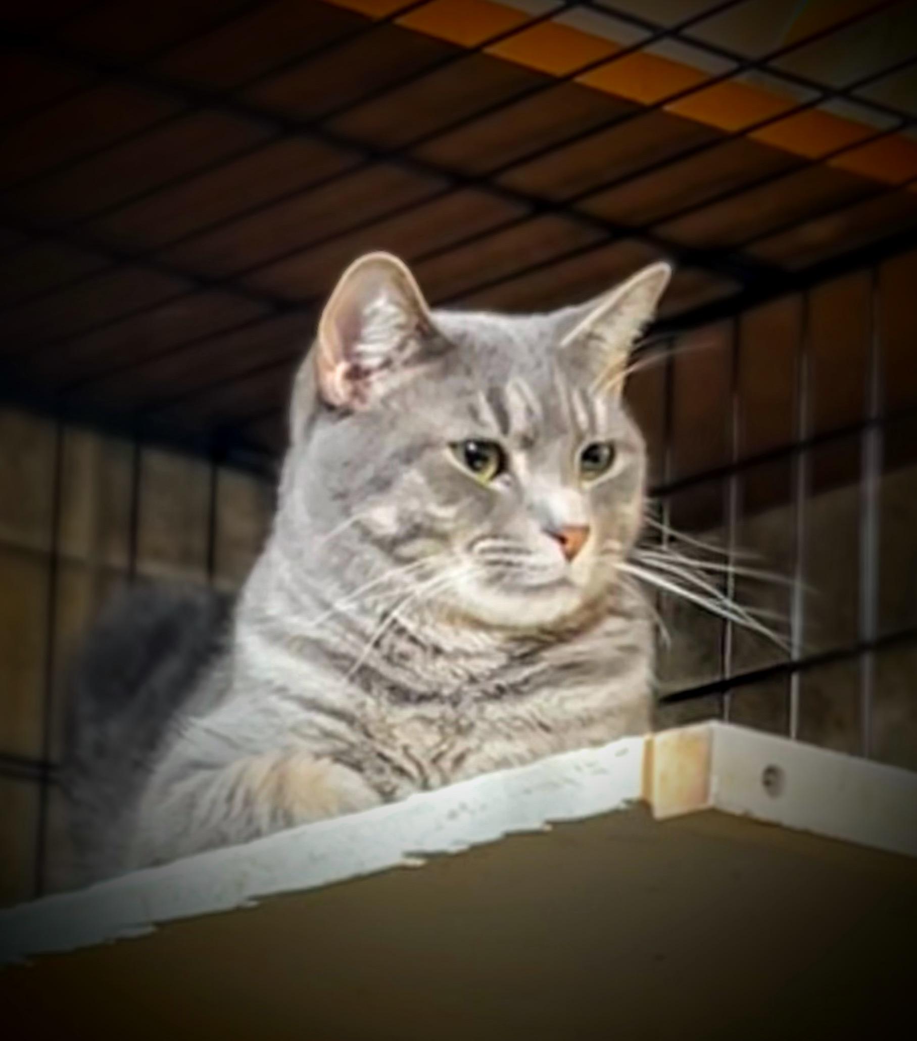 Sashi, Young Male Domestic Short Hair