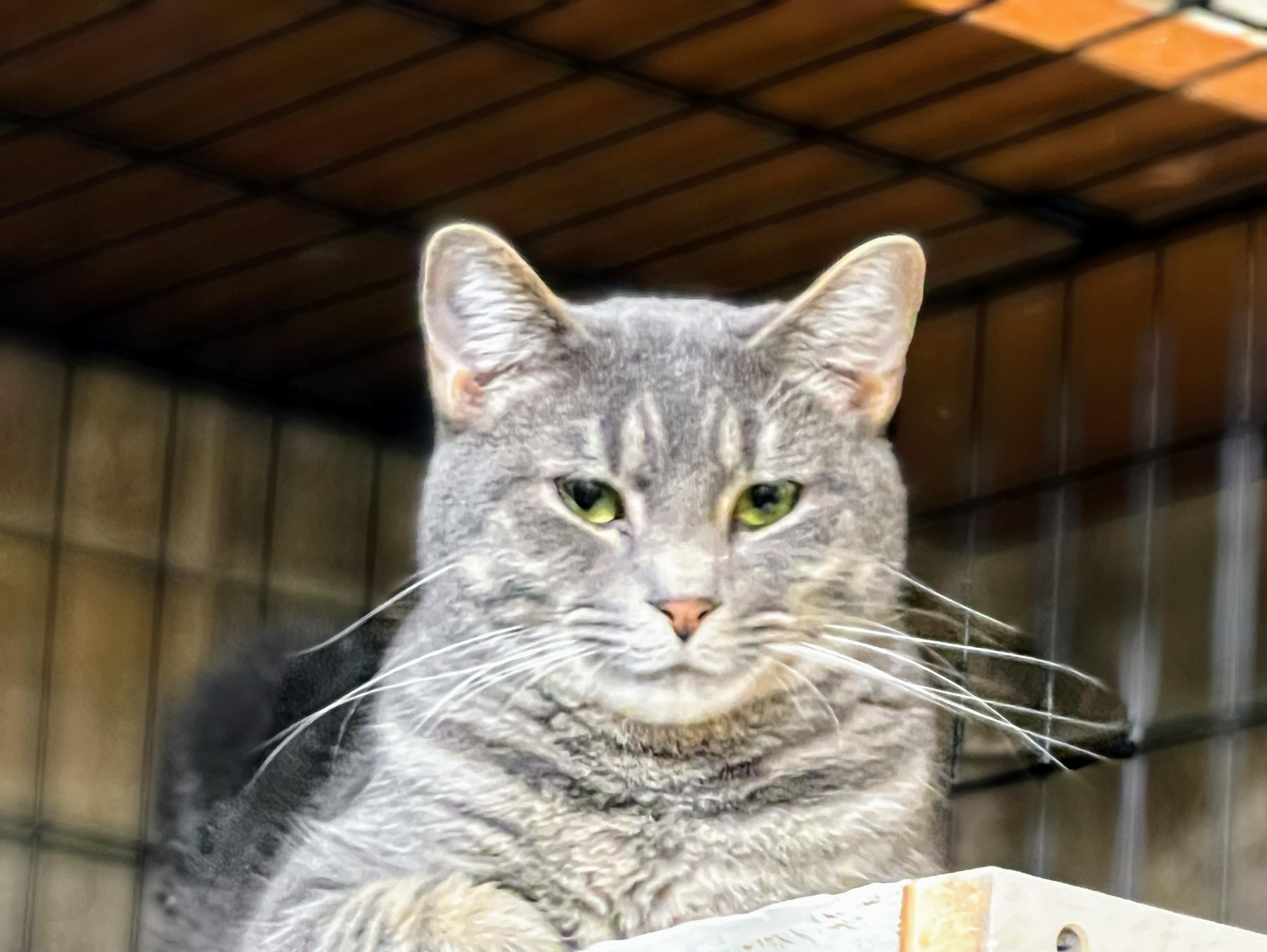 Sashi, a Adoptable Domestic Short Hair image 2/5