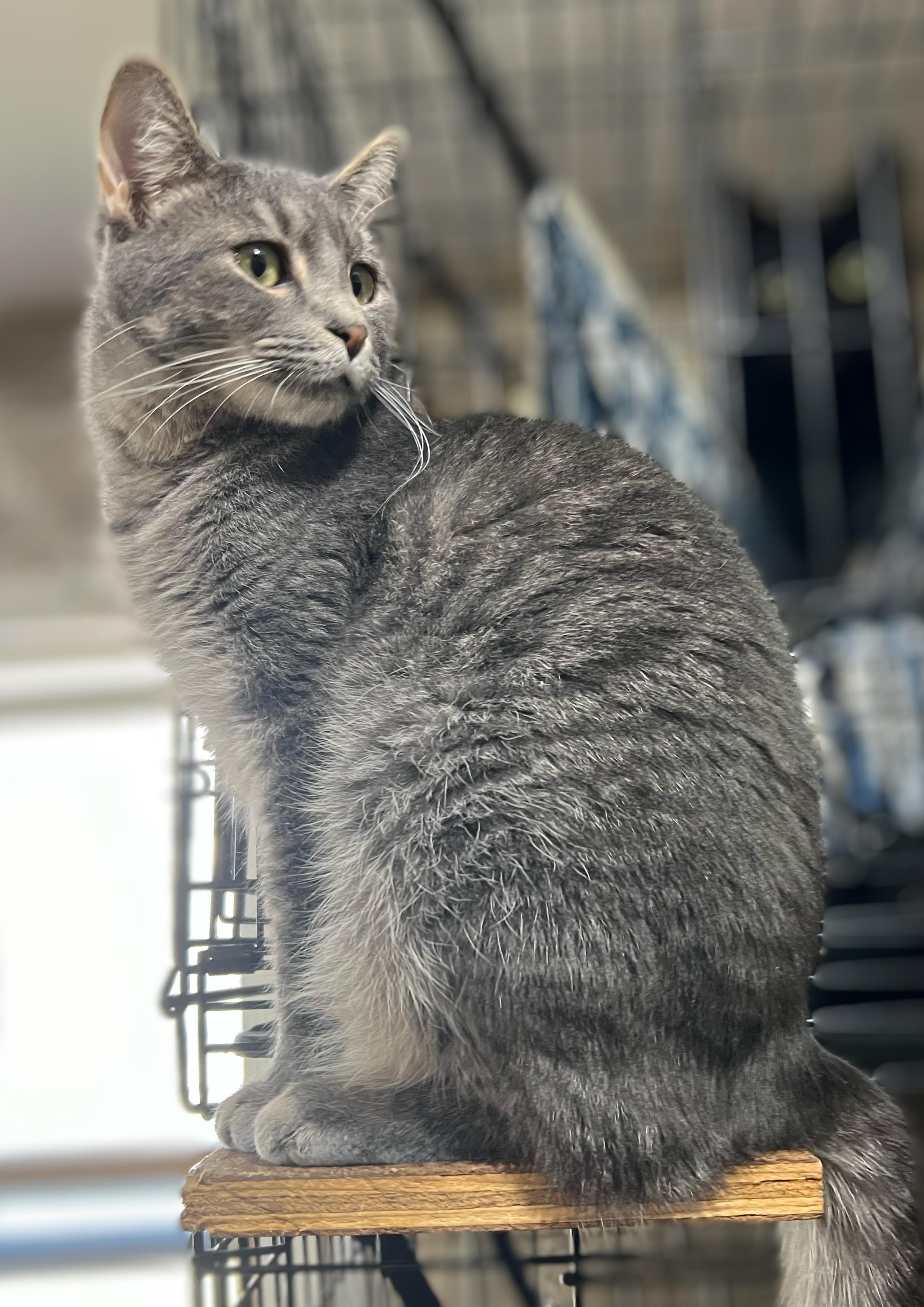 Sashi, a Adoptable Domestic Short Hair image 5/5
