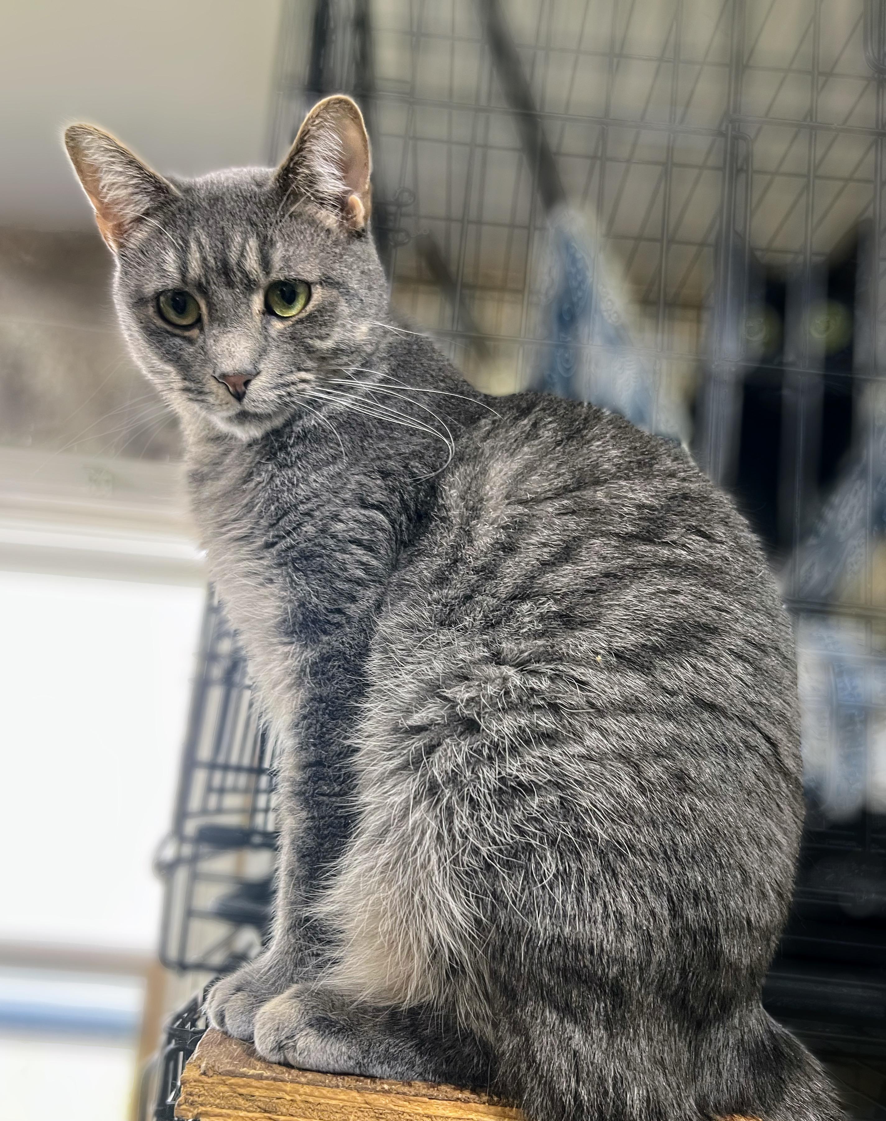 Sashi, a Adoptable Domestic Short Hair image 4/5