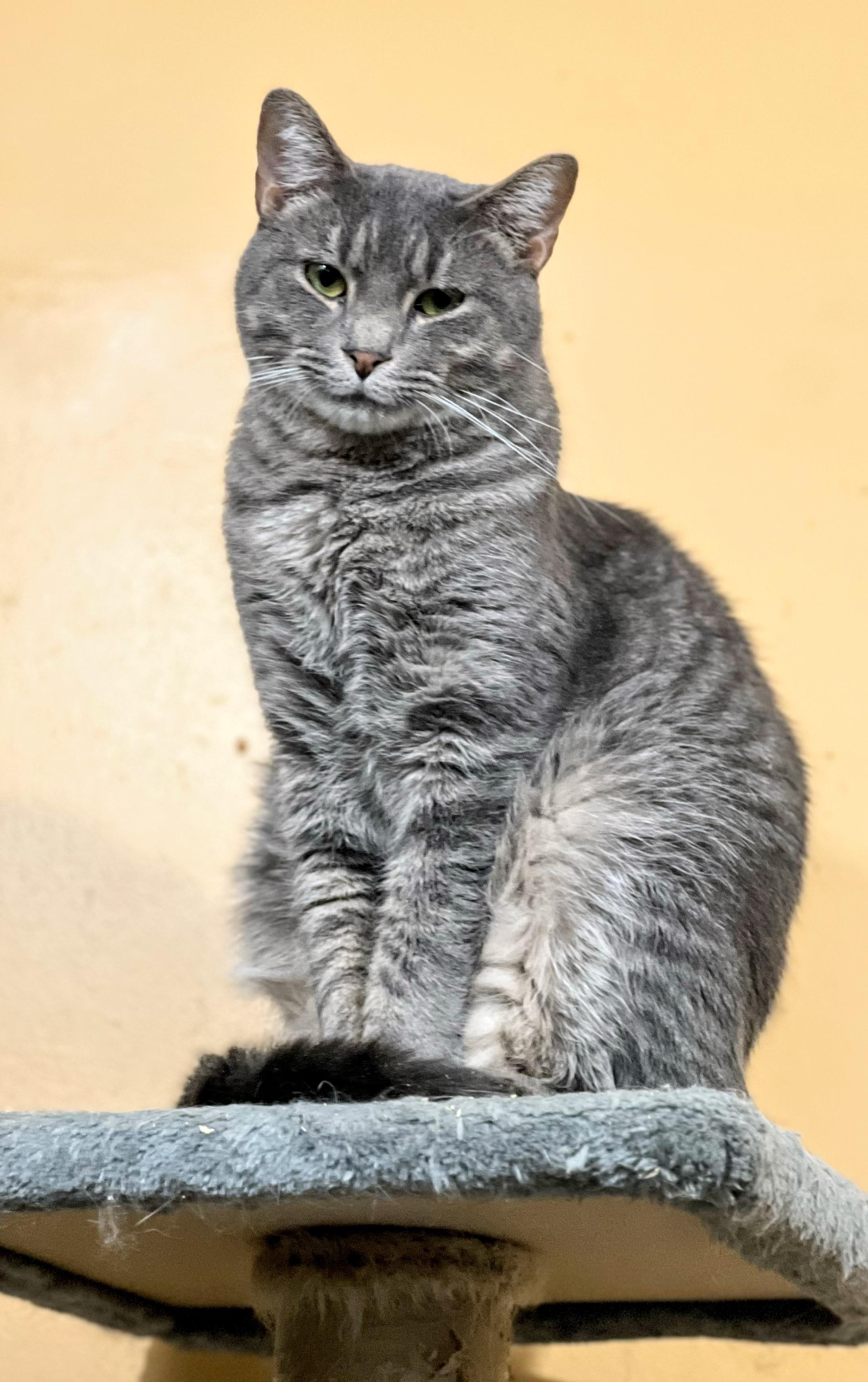 Sashi, a Adoptable Domestic Short Hair image 3/5