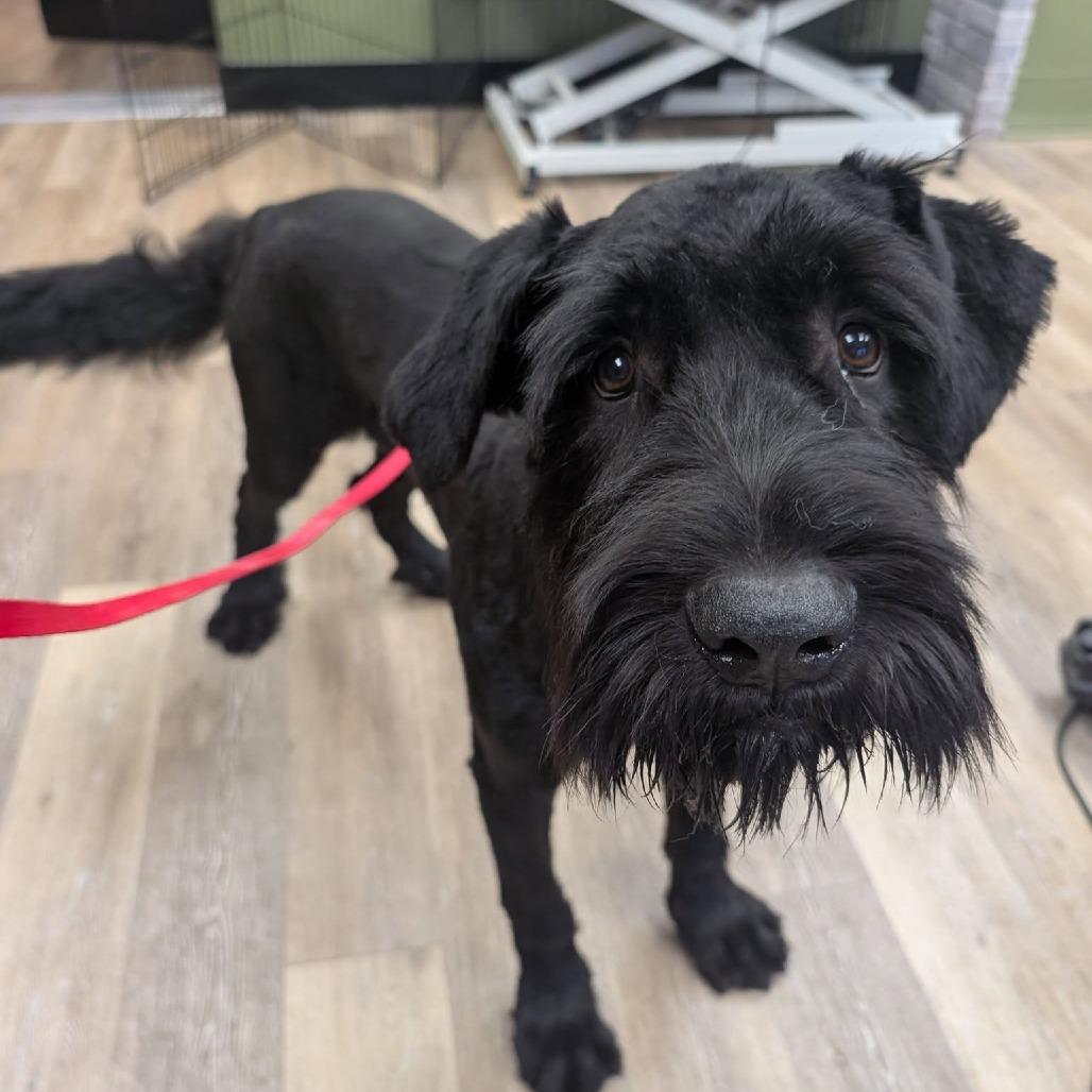 Waldorf, Adoptable, Young Male Giant Schnauzer & Great Pyrenees.